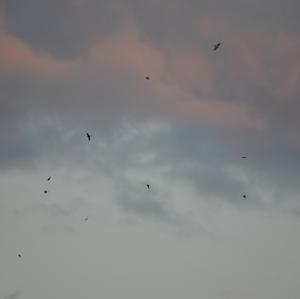 Barn Swallow