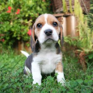 Beagle