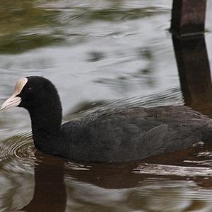 Common Coot