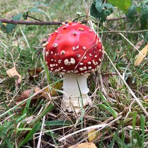 Fly Agaric