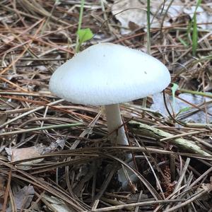 Destroying Angel