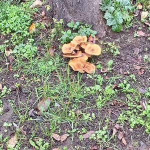 Honey Fungus