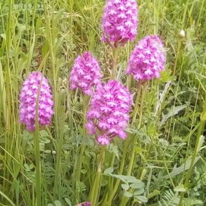 Spitzorchis, Kammstendel, Pyramiden-Hundswurz