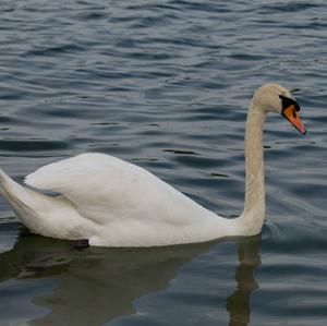 Höckerschwan