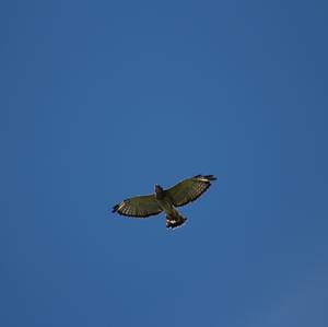 Broad-winged Hawk