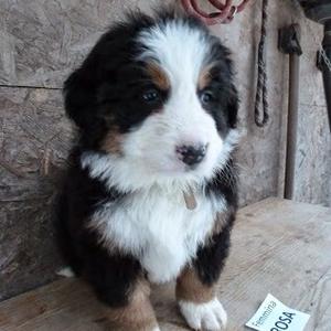 Bernese Mountain Dog