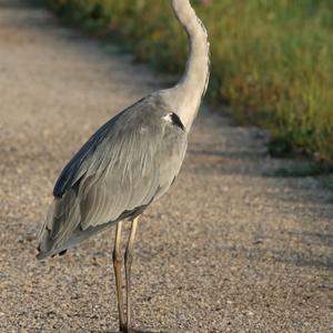 Grey Heron