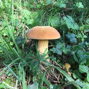 Lurid Bolete