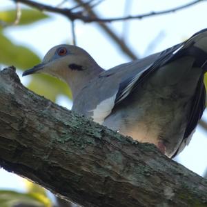 White-winged Dove