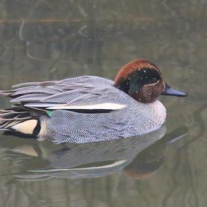 Common Teal