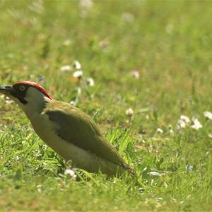 Eurasian Green Woodpecker