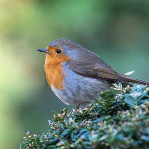 European Robin