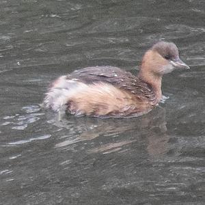 Little Grebe