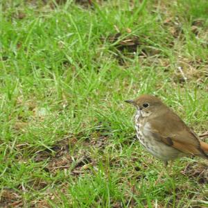 Hermit Thrush