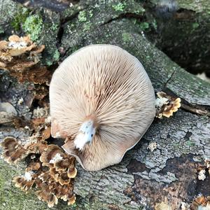 Funnel Clitocybe