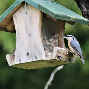 Wood Nuthatch