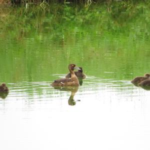 Tufted Duck