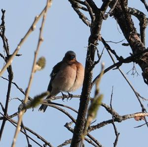 Eurasian Chaffinch