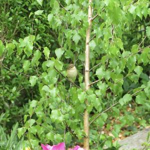 Common Chiffchaff