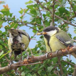 Great Tit