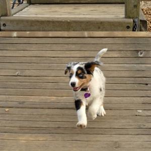 Australian Shepherd