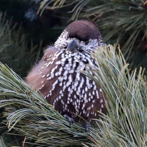 Spotted Nutcracker