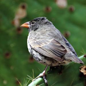 Common Cactus-finch