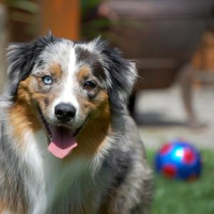 Australian Shepherd