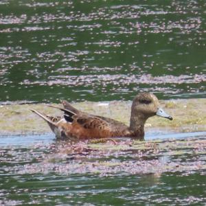 American Wigeon