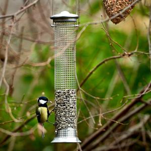 Great Tit