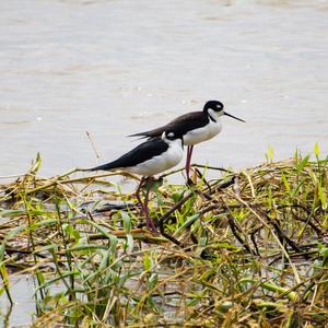 Black-necked Stilt