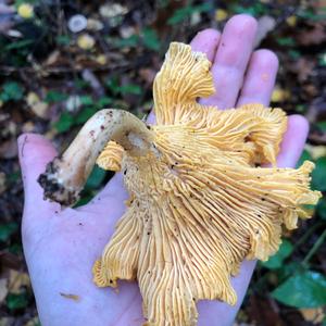 Chanterelle, Common