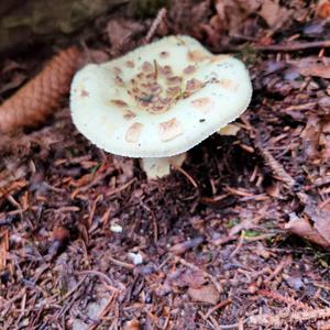 Citron Amanita