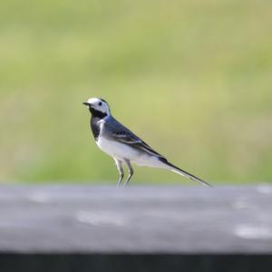 White Wagtail