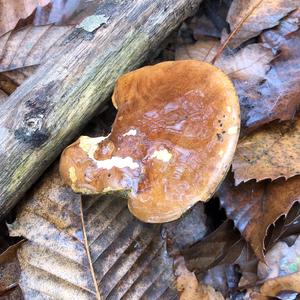 Bay Bolete