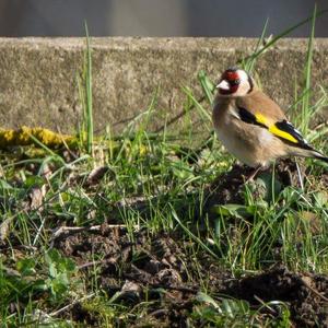 European Goldfinch