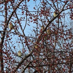 Cedar Waxwing