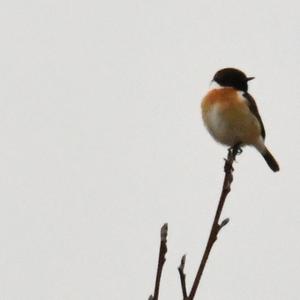 European stonechat