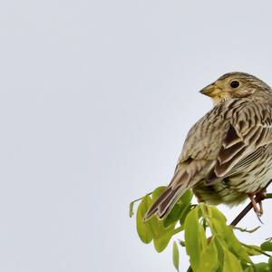 Corn Bunting