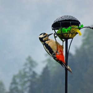 Great Spotted Woodpecker