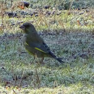 European Greenfinch