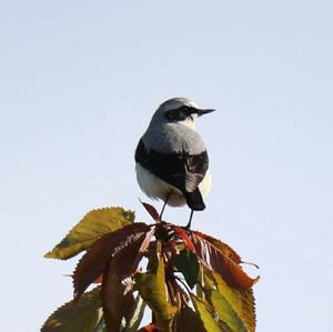 Northern Wheatear