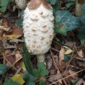 Shaggy Mane