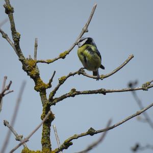 Blue Tit