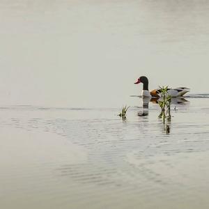 Common Shelduck