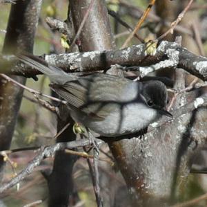 Blackcap