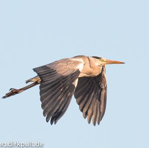 Grey Heron