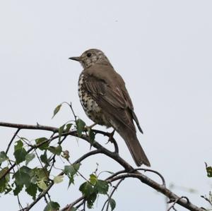 Mistle Thrush