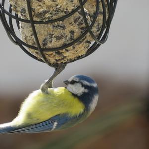 Blue Tit