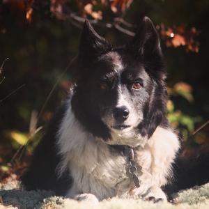 Border Collie